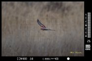 Northern harrier　ハイイロチュウヒ