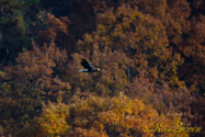 Steller's sea eagle　オオワシ