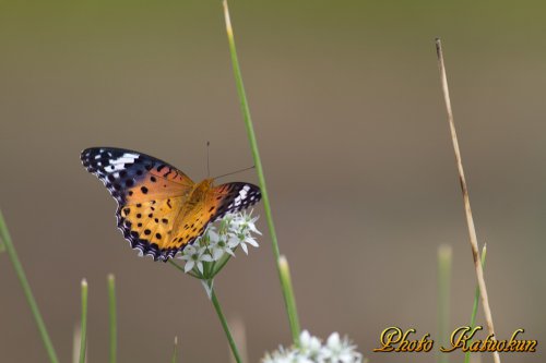 ヒョウモンチョウ