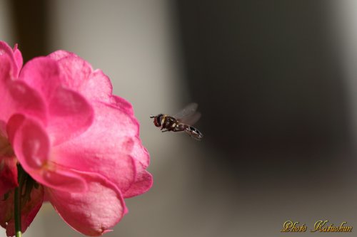 朝晩は寒いがハナアブがバラに