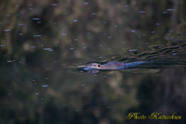 ヌートリア　Coypu