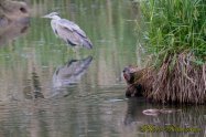 ヌートリア　Coypu