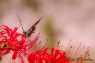 Swallowtail butterfly