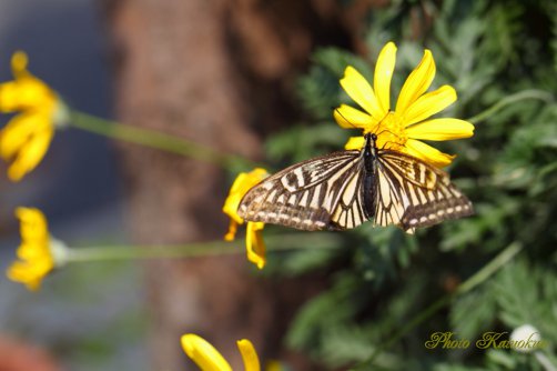 Swallowtail butterfly