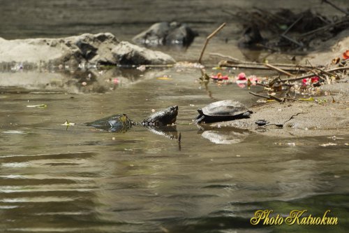 Big turtle , Regular size tutle