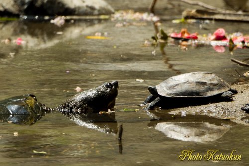 Trim . Big turtle , Regular size tutle