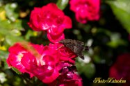 Macroglossum pyrrhosticta