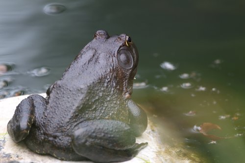 American Bullfrog