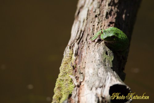 Forest Green Tree Frog　EF800 F5.6Ｌ