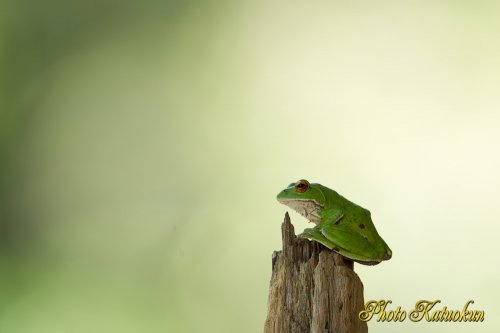 Forest Green Tree Frog　EF800 F5.6Ｌ
