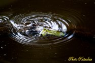 Forest Green Tree Frog