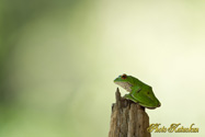 Forest Green Tree Frog