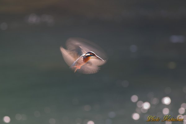 カワセミ　ホバリング