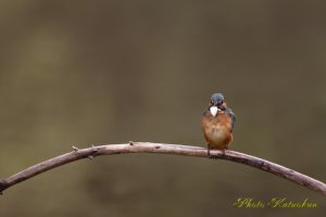 成長した　若カワセミ