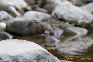 カワセミ　ホバ　高感度で駄目