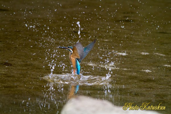 カワセミ　飛び込み