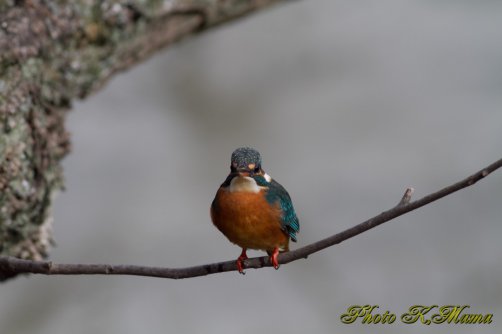 カワセミ　Common Kingfisher