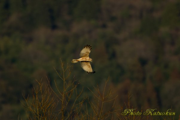 チュウヒ Eastern marsh harrier