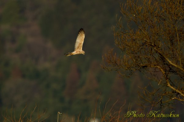 チュウヒ Eastern marsh harrier