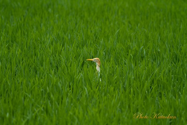 田園アマサギ