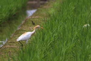 田園アマサギ