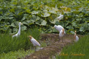 田園アマサギ