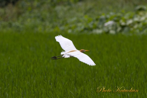 田園アマサギ