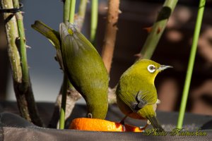 交代でお食事　メジロ