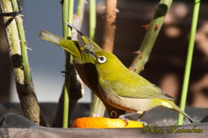 交代でお食事　メジロ