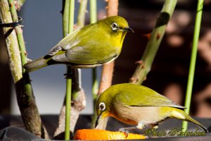 交代でお食事　メジロ