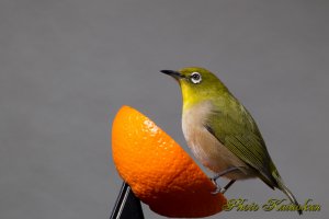 オベリスク上部　メジロ