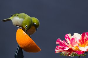 メジロ　カミーユピサロ