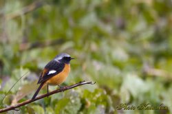 ジョウビタキ　Daurian Redstart