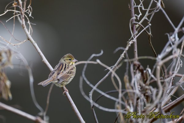 アオジ　Black-faced bunting