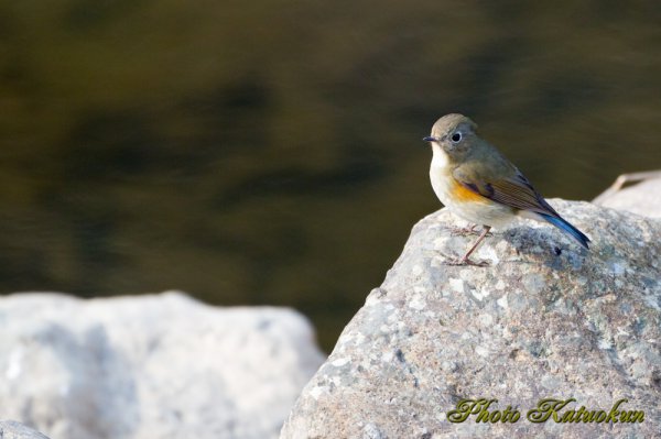 ルリビタキ （メス） Red-flanked bluetail