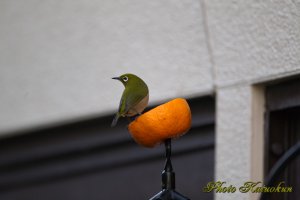 メジロ Japanese White-eye