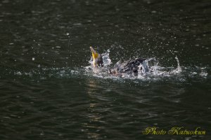 カワウ Great Cormorant