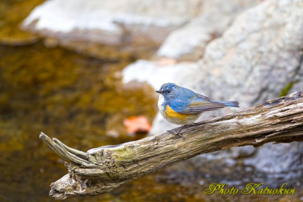 ルリビタキ (オス) Red-flanked bluetail EF540