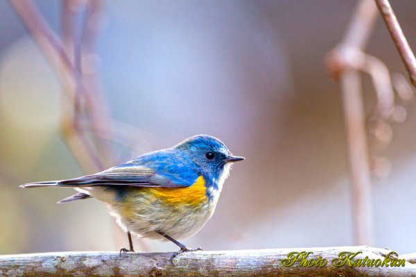 ルリビタキ (オス) Red-flanked bluetail