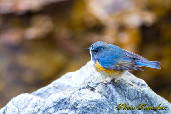 ルリビタキ (オス) Red-flanked bluetail