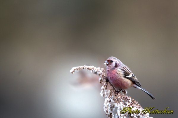 Long-tailed Rose Finch　ベニマシコ EF540