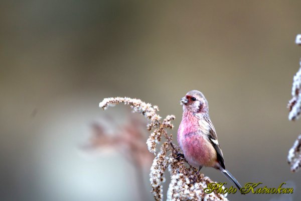 Long-tailed Rose Finch　ベニマシコ