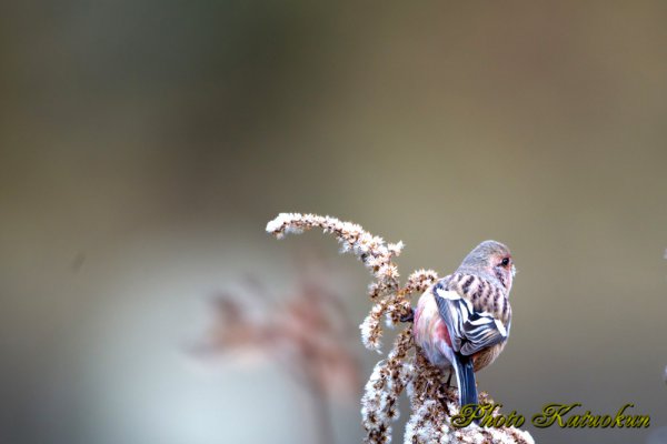 Long-tailed Rose Finch　ベニマシコ