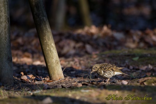 トラツグミ　White's Thrush