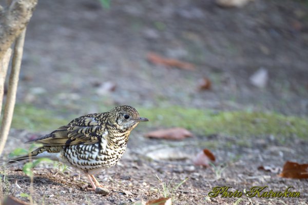 トラツグミ　White's Thrush