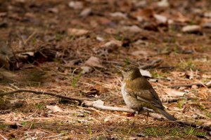 Pale Thrush　シロハラ EF456