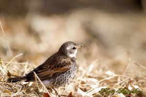 Dusky thrush　ツグミ　456