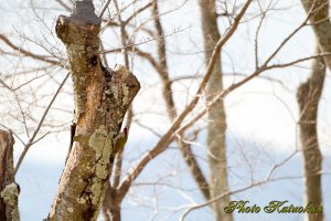 Japanese green woodpecker　アオゲラ EF540