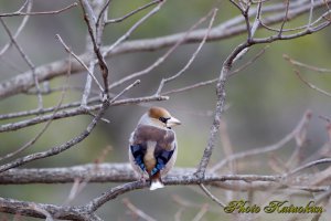 Hawfinch　シメ