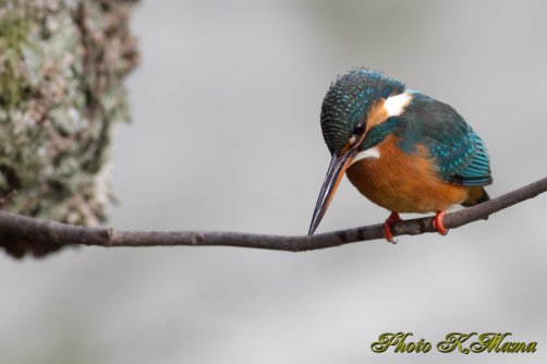 カワセミ　Common Kingfisher　EF456